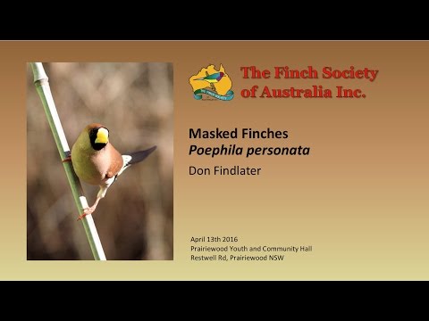 Amadinka maskovaná (Poephila personata) — Masked Finches, Don Findlater, skupinové správanie a biotop