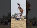 Camel Dance Dancemusic Viralvideo Cameldance Viraldance Camel
