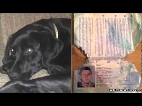 Jason Tovey's puppy eats his passport