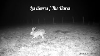 Download lagu Les lièvres sont de sortie / The hares are out mp3