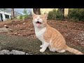 When You Talk To A Stray Cat It Always Understand You