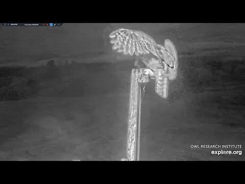 Mr. Hootie caught a Vole for Breakfast at Dawn - Charlo Osprey Nest/explore.org 2023 10 11