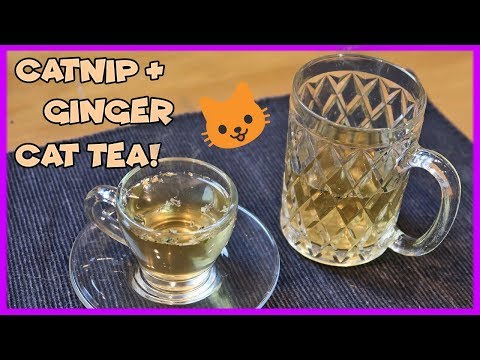 How To Deal With Cat Stomach Problems? Make Catnip Ginger Tea For Your Cat! Easy Catnip Tea Recipe