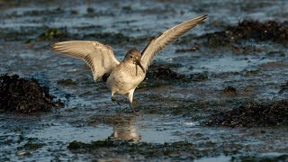 Lymington Marsh