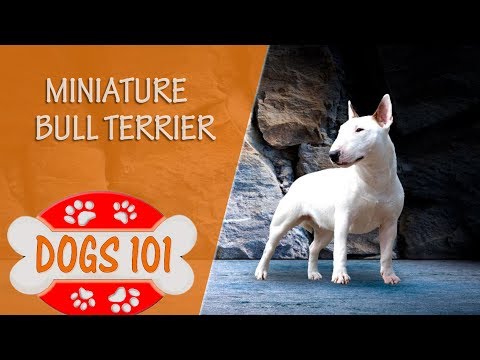 Dogs 101 - MINIATURE BULL TERRIER - Top Dog Facts About the MINIATURE BULL TERRIER