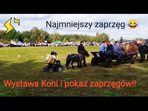 Najmniejszy zaprzęg!!!😅Wystawa koni i pokaz zaprzęgów Górki 2019