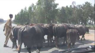 preview picture of video 'Buffalos on Motor Way (Motor Way Lahore, Animals Crossing)'
