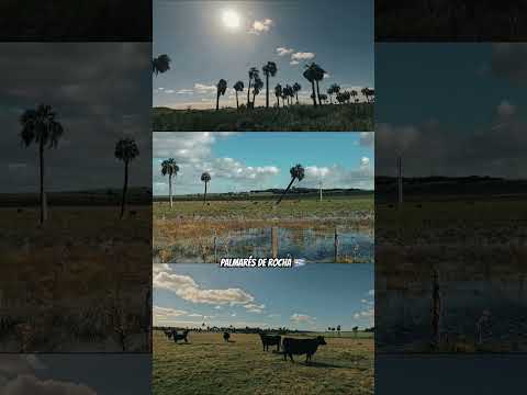 🌴 Lugarcitos imperdibles en Rocha | Uruguay 🌴 Los palmarés 💚 #palmares #rocha #vacas #campo #ily