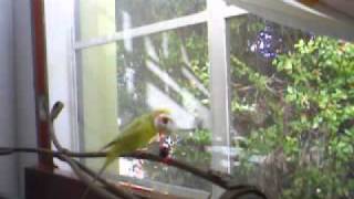 Muslimgauze ~ Thief of Sand