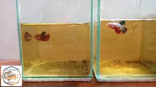 Download lagu Melatih Cupang Agar Mau Ngedok mp3