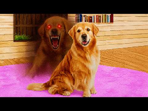 KÖPEĞE BAK...