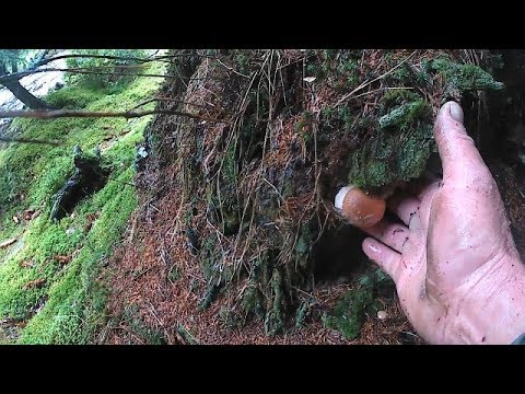 *Пішли молоді білі гриби в карпатах. Пошли молодые белые грибы в Карпатах *