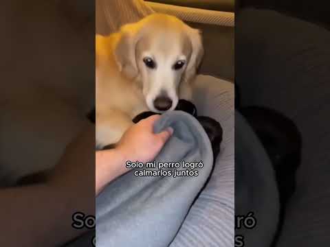 Mi Golden Retriever Me Trajo Tres Panteras Bebé