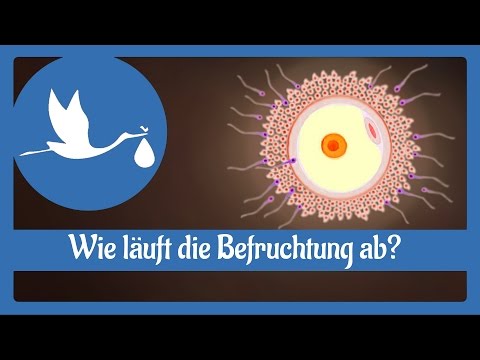 Chinesische Medizin für Prostata Kerzen aus der entzündeten Prostata