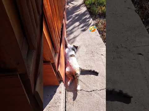 Gatita floja #chile #laligua #valparaiso #vregion #mascotas #gatos #pets #cat