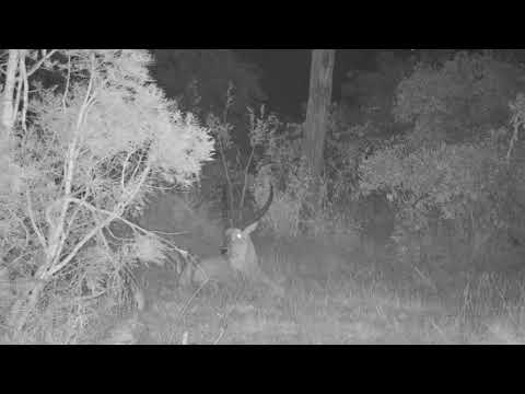 Djuma: Waterbuck bull resting - 22:28 - 06/25/21