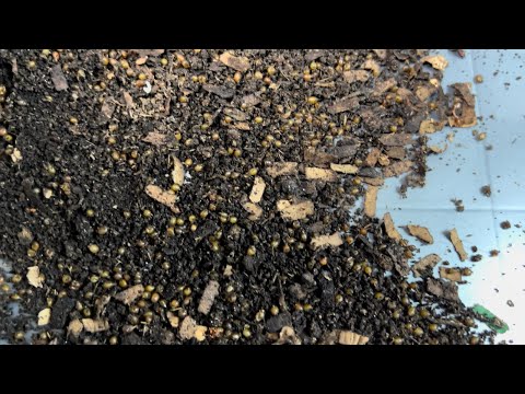 Small/First Time Breeder Shoe Box Bin, Cocoon Count Result - WOW!