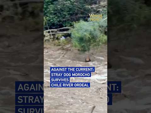 Against the current: Stray dog Morocho survives Chile river ordeal #worldnow