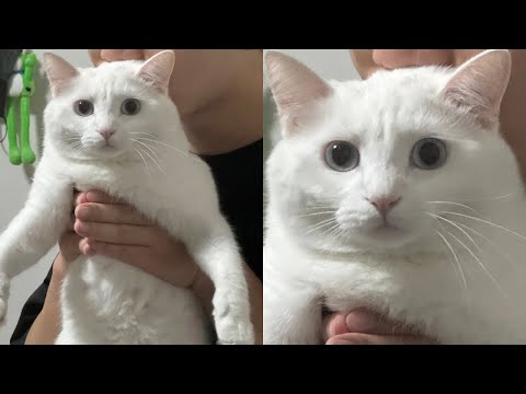 Laughing Out Loud With Hilarious Derpy Cat Moments – Synth Groove #11