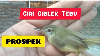 Download lagu How to Choose Good Sugar Cane Ciblek with Promises of Fast Gacor mp3