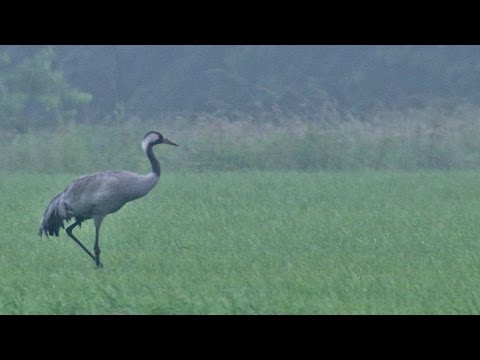 BuitenGewoon 6-12-2016: Korenburgerveen en Bekendelle