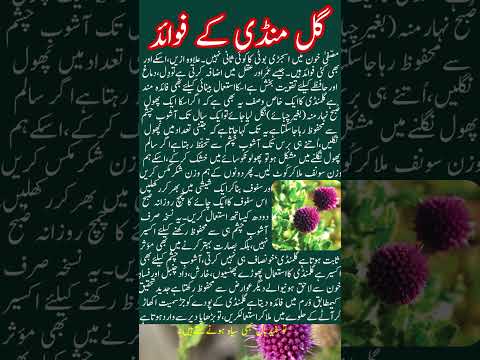 گل منڈی کے فوائد | Gul Mandi Ke fawaid