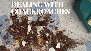 HOW TO GET RID OF COCKROACHES|FUMIGATION|CLEANING