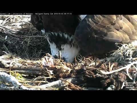 Iris Lays Egg #3 On Hellgate Osprey Cam – May 3, 2018