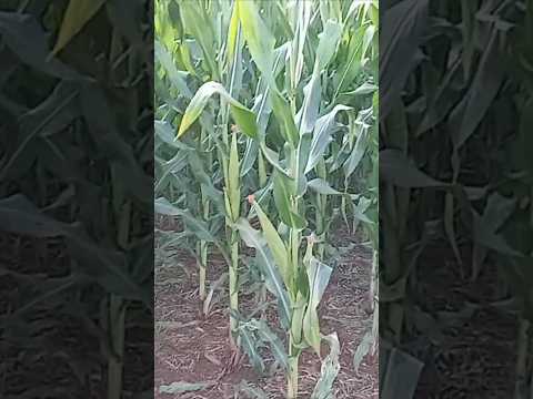 MILHARAL DE VERÃO , LINDO , RARO VER IGUAL , TERRA ROXA DO PARANÁ !!!!