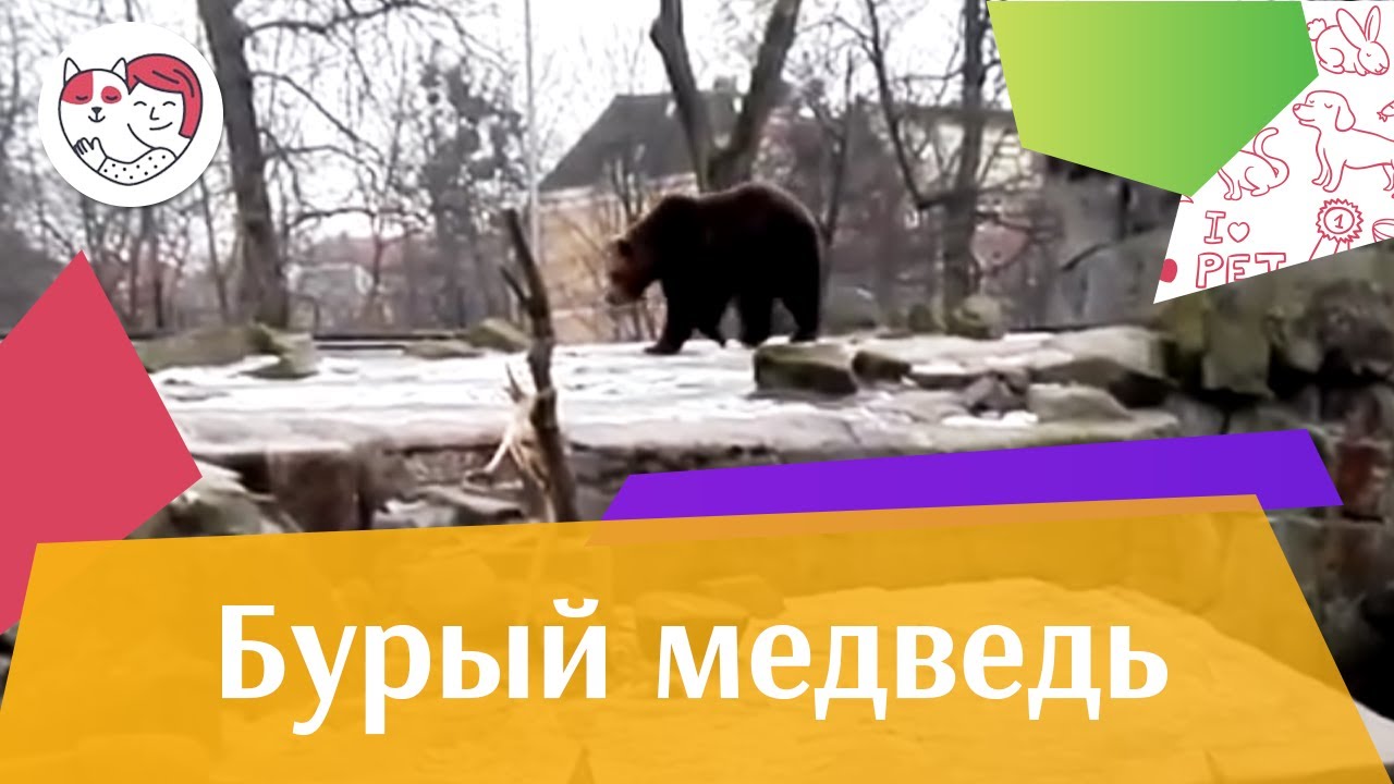 Бурый медведь Запасливый рыбак на ilikepet