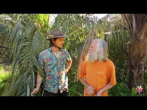 Permaculture Palms & Ferns: Ecological Impact (Final)