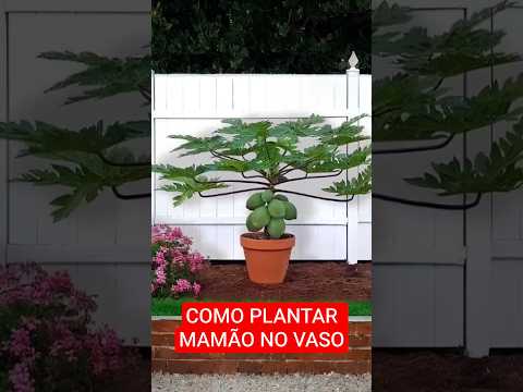 Como plantar mamão no vaso e produzir baixinho #hortaemcasa #plantas #frutas