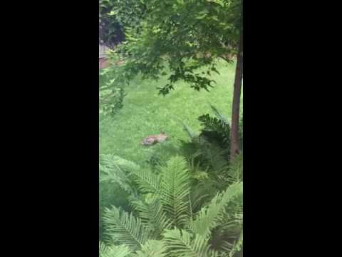 Rabbit Versus Squirrel 2: The Vengeance