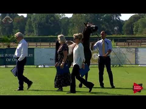 N.22 FELICITY VALENTINE PF - Chantilly 2018 AHO World Cup - 2 Years Old Fillies (Class 2B)