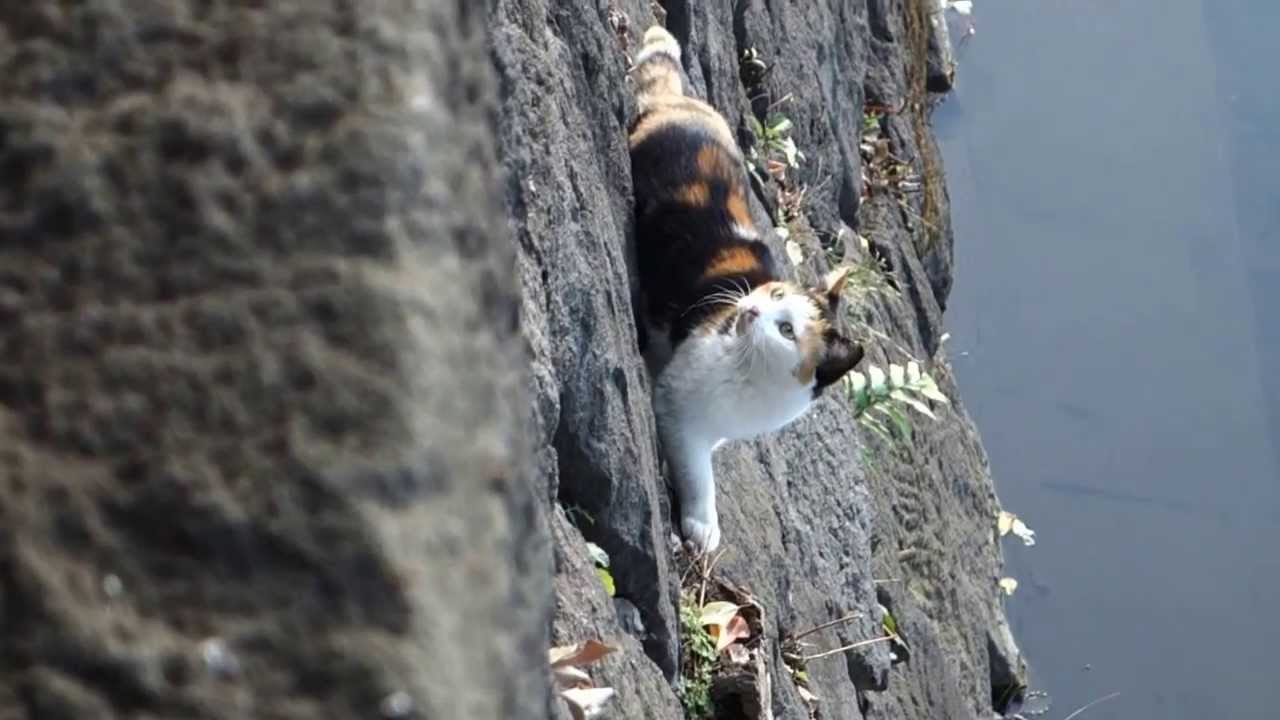 石垣を根城にしている？ちょっと変わった猫 ninja cat