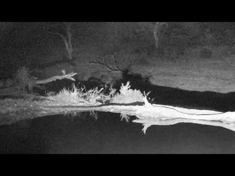 Djuma: Lone Hyena investigating where Hosana fed on Scrub Hare - 23:55 - 09/17/18