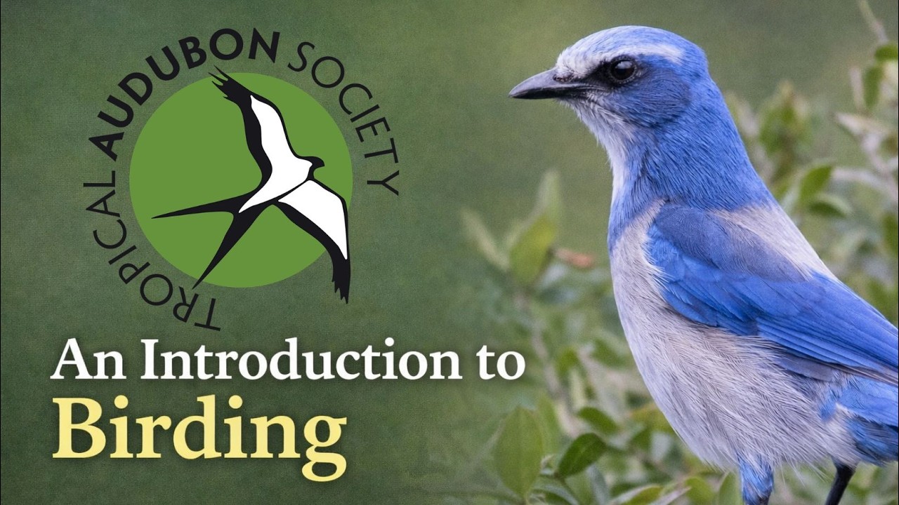 Getting Started with Birding in South Florida | Tropical Audubon Society
