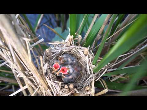 Red Wing Blackbird Dad Feeding Babies