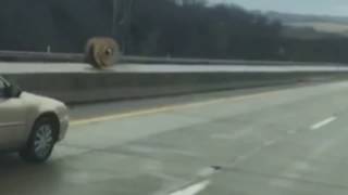 faze tari vezi mai rar asa ceva