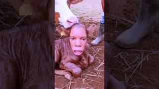 This Crazy Was Found on a Farm 😳#animals #nature #wildlife #cows #shortviral