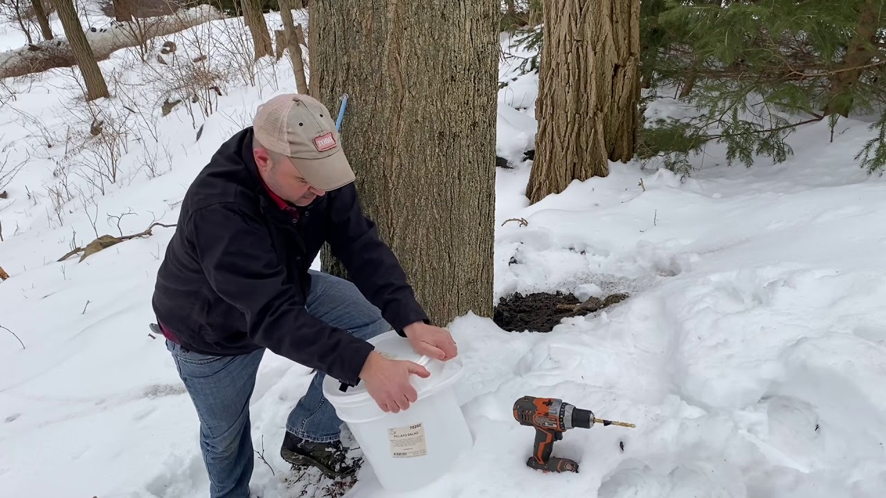 Tapping Maple Trees for Maple Syrup
