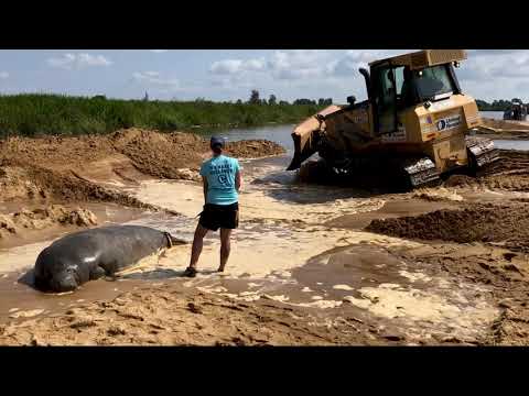 Manatee Rescued With Help From Bulldozer in Georgia