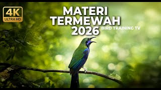 Download lagu 🔴 Live Cucak Cungkok Super Gacor Isian Bajing Kekes Kunti Grejaan Masteran Murai Terbaik 2026 mp3