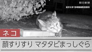 【実験】ネコはどっちを選ぶ？マタタビvsキャットニップ