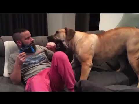 Boerboel dice juega conmigo papá