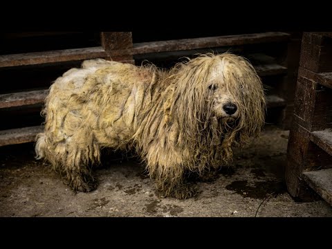 This Poor Dog Was a Walking Carpet… Watch the Transformation