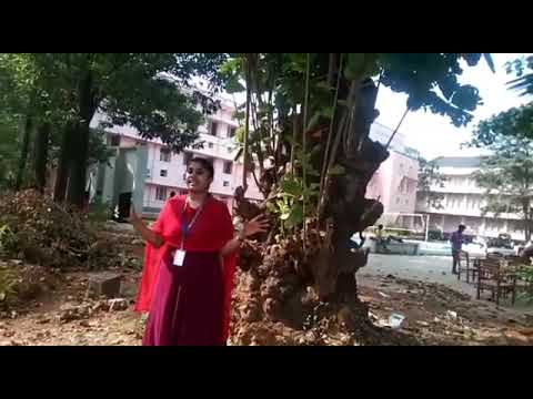 Terminalia Catappa English