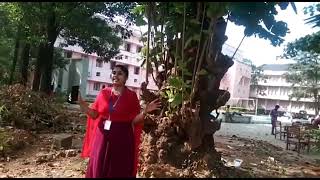 Terminalia catappa   English