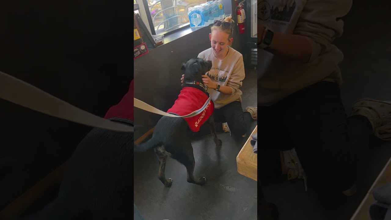 Enlarge Rickey Henderson, a Adoptable mixed breed in Menifee, CA video 2/6