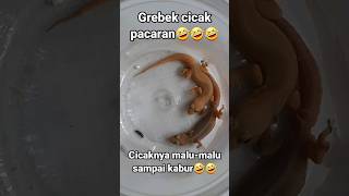 Download lagu Grebek cicak pacaran🤣🤣 #lucu #funny #funnyvideo #ngakak #muna #kawunahatv mp3 Download lagu Grebek cicak pacaran🤣🤣 #lucu #funny #funnyvideo #ngakak #muna #kawunahatv mp3